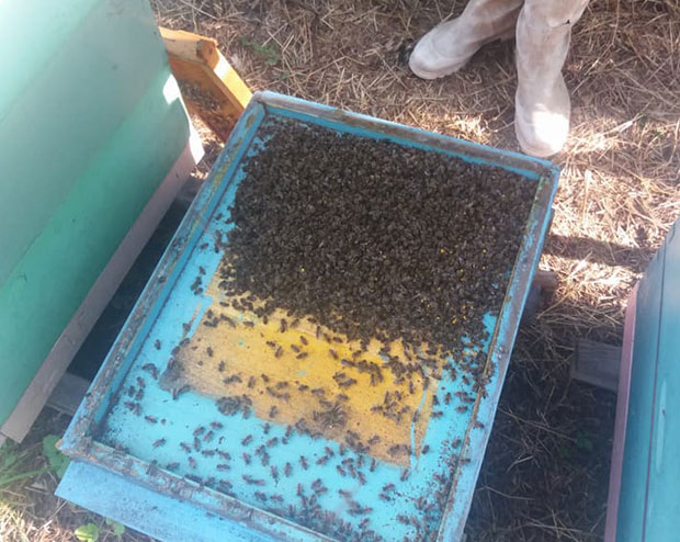 Пчелари траже одштету